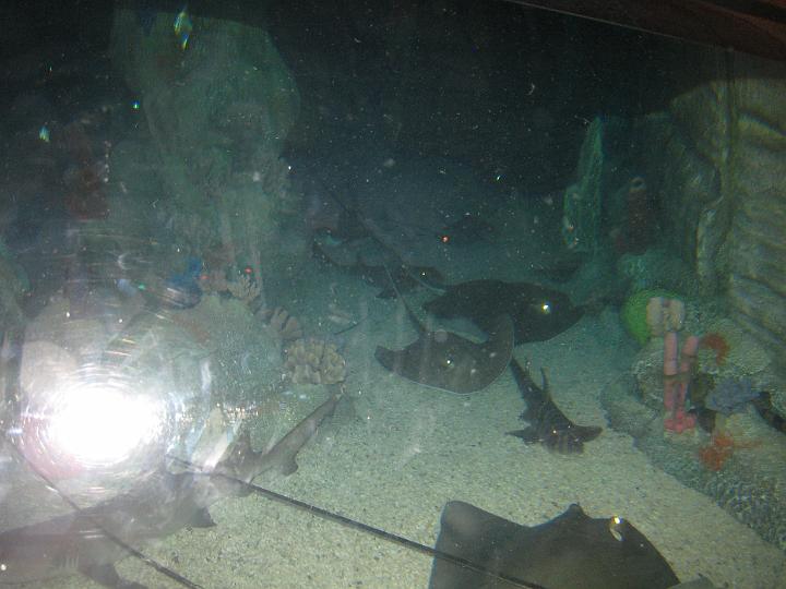 Aquarium 06.JPG